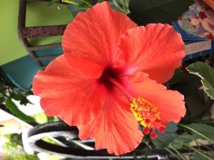 夏と言ったらこの花！｜「フラワーショップつちや」　（静岡県島田市の花キューピット加盟店 花屋）のブログ