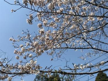 春の訪れを感じる｜「フラワーショップつちや」　（静岡県島田市の花キューピット加盟店 花屋）のブログ